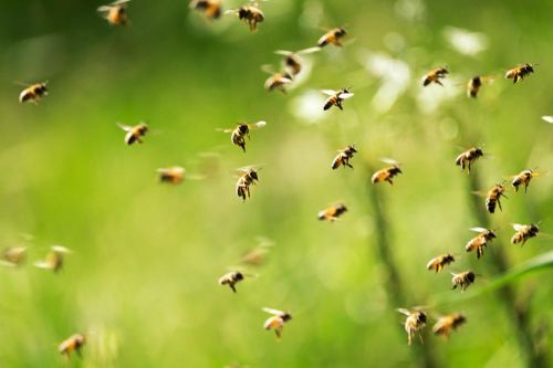 Người đàn ông bị ong bắp cày đốt 240 lần, may mắn sống sót