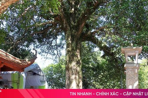 Cây muỗm ở Nghi Xuân là cây di sản Việt Nam