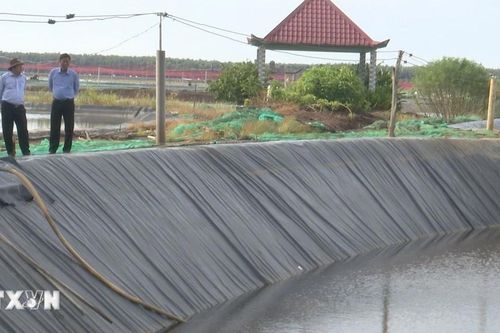 Long An: Kiểm soát không để tăng diện tích tôm thẻ chân trắng
