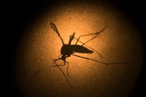 Virus viêm não ngựa hiếm gặp đang lây lan ở vùng đông bắc Mỹ nguy hiểm như thế nào?