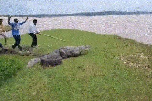 Clip: Cá sấu khổng lồ xuất hiện trên cánh đồng ở Ấn Độ