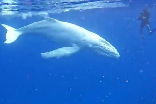 Phát hiện cá voi lưng gù bạch tạng quý hiếm ở Tonga