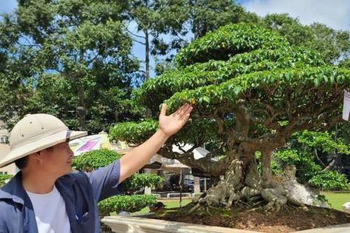 Đắk Lắk: Gần 5.000 tác phẩm độc đáo tham dự triển lãm sinh vật cảnh