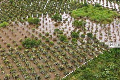 Nguyên nhân khiến nhiều xã ở Bình Thuận ngập sâu chỉ sau vài cơn mưa