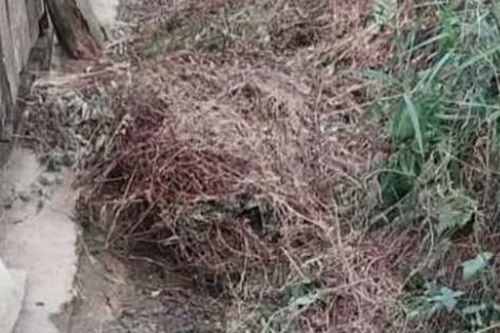 Vụ bé gái 13 tuổi sát hại ông nội ở Thái Nguyên: Thi thể nạn nhân được tìm thấy dưới đống cỏ