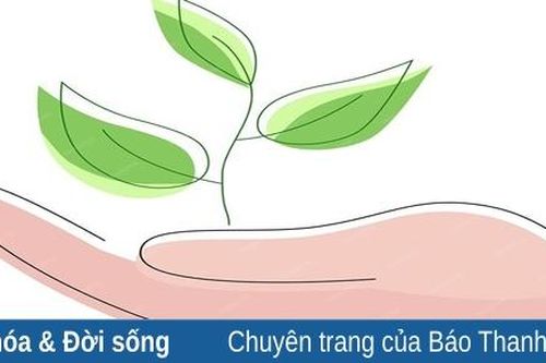 Chặt cây để trồng cây