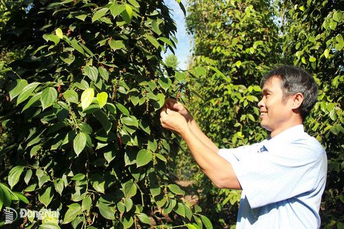 Xây dựng thương hiệu nông sản hữu cơ Đồng Nai