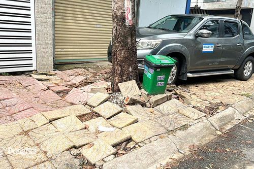 Hướng xử lý khi cây xanh xâm hại công trình, nhà dân