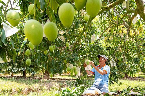 Đẩy mạnh tạo lập, quản lý và phát triển tài sản trí tuệ cho sản phẩm nông sản chủ lực, đặc thù
