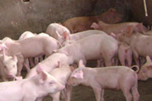 Kiểm tra, giám sát chặt chẽ giống vật nuôi