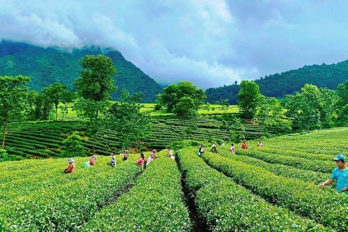 Tân Uyên hỗ trợ phát triển chè
