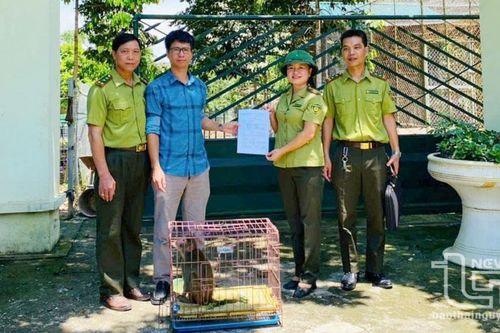 Kiểm lâm Phổ Yên bàn giao 1 cá thể khỉ vàng cho Vườn quốc gia Bến En