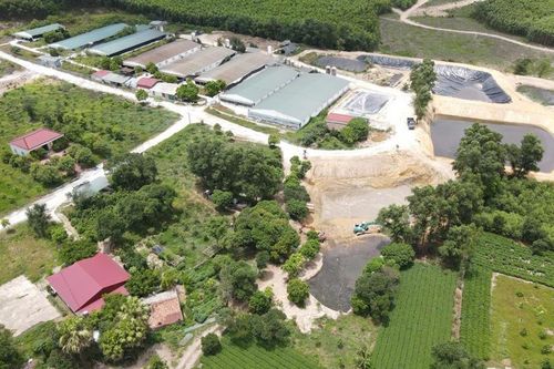Hà Tĩnh: Yêu cầu xử lý dứt điểm vi phạm môi trường từ trang trại lợn