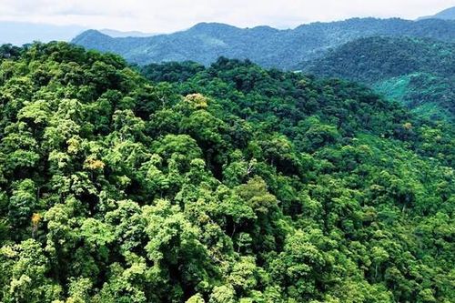 Để lâu lo mất giá, Bộ NN&PTNT đề nghị chuyển chuyển nhượng gần 6 triệu tấn CO2 còn dư