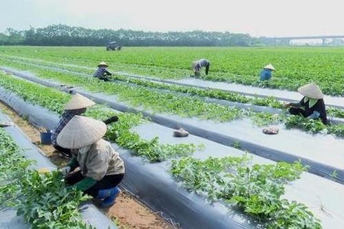 Phát triển nông nghiệp hữu cơ cần những 'mắt xích' liên kết chặt chẽ