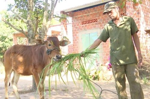 Chủ tịch xã 'hô biến' bò cái sinh sản thành bê con
