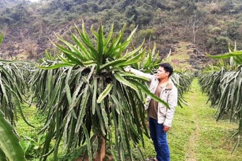Hiệu quả mô hình trồng thanh long ở xã Vũ Minh