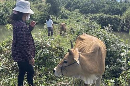 Vụ cấp phát bò sinh sản nhỏ như bê cho người dân: Chủ tịch UBND xã bị kỷ luật