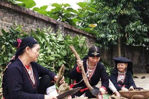 Phát huy giá trị thuốc nam người Dao Ba Vì qua sản phẩm OCOP 3 sao