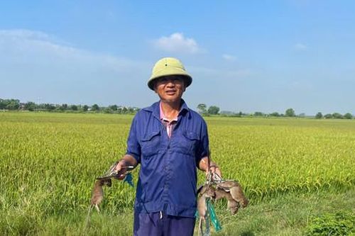 Thử nghiệm bẫy bán nguyệt trong phòng, chống chuột hại cây trồng vụ mùa 2024