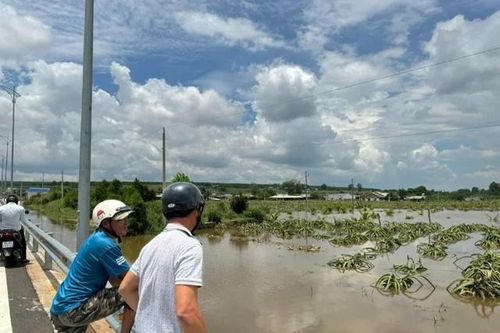 Mưa lớn kéo dài, 400ha thanh long ở Bình Thuận chìm trong biển nước