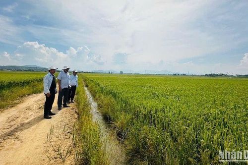 Quảng Ngãi bàn giao đất dồn điền đổi thửa cho nông dân