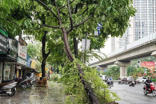 Cây đổ hàng loạt trong cơn dông tại Hà Nội