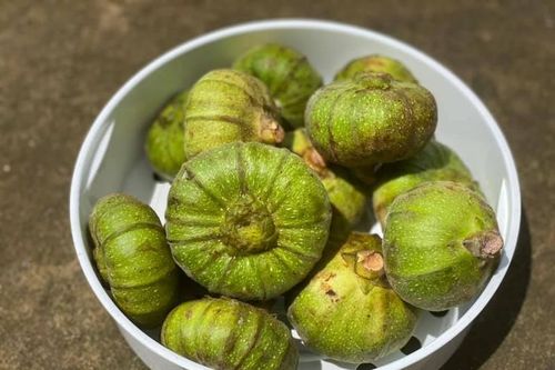 Loại quả dại ít người biết ăn lại tốt cho bà bầu