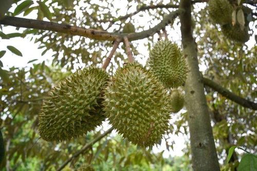 Thứ trưởng Bộ Nông nghiệp và Phát triển nông thôn Hoàng Trung: Muốn phát triển ngành hàng trái cây Việt Nam thì phải trung thực