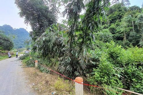 Công nhân Công ty Điện lực Lào Cai tử nạn khi phát dọn hành lang lưới điện