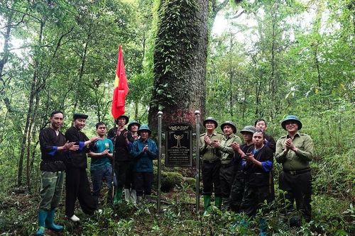 2 cây cổ thụ hơn 700 tuổi ở Mù Cang Chải được cắm biển di sản
