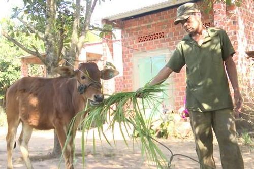 Kỷ luật cán bộ liên quan vụ cấp bò thành bê ở Kon Tum