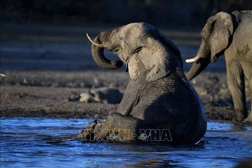 Namibia dự kiến giết 83 con voi để phân phát thịt cho người dân vùng hạn hán