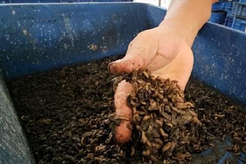 Nuôi con vật tận dụng cả thịt lẫn 'chất thải', anh nông dân thu 5 tỷ đồng rất nhẹ nhàng