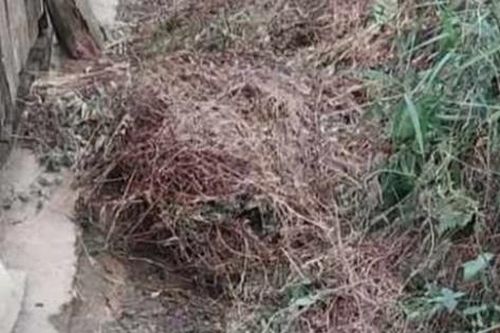 Điều tra vụ ông nội bị cháu gái 13 tuổi sát hại rồi vùi xuống cỏ