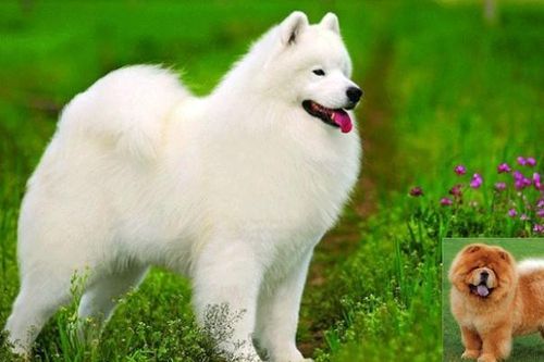 Top 5 giống chó đắt đỏ nhất hành tinh: Giống Samoyed giá 253 triệu đồng/con, trung thành hiếm có