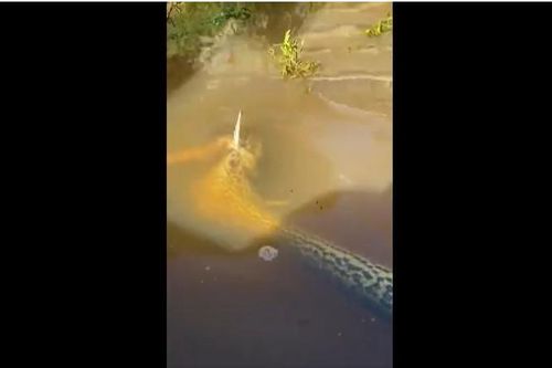 Clip: Kết thảm của trăn anaconda khi săn mồi bất thành
