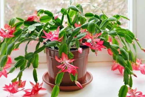 Loại hoa nở quanh năm, không cần chăm bón, giúp cho gia chủ vượng tài, chỉ 150.000 đồng/cây