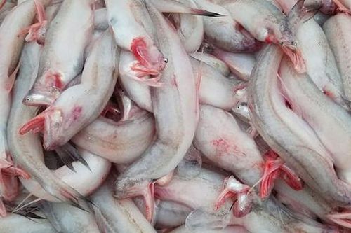 Loại cá xưa đầy ít ai biết, giờ thành đặc sản được lùng mua ráo riết vì lạ, 250.000 đồng/kg