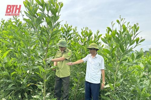 Nâng cao chất lượng, hiệu quả rừng trồng tại Ban Quản lý rừng phòng hộ Như Thanh