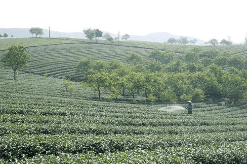 Bát ngát Mộc Châu