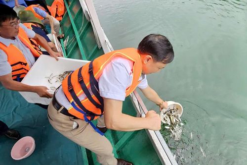 Thả cá giống tái tạo nguồn lợi thủy sản