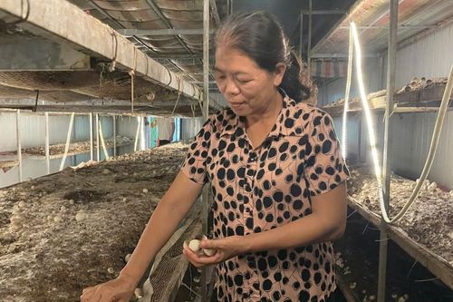 Nữ giám đốc Hợp tác xã vươn lên từ trồng nấm