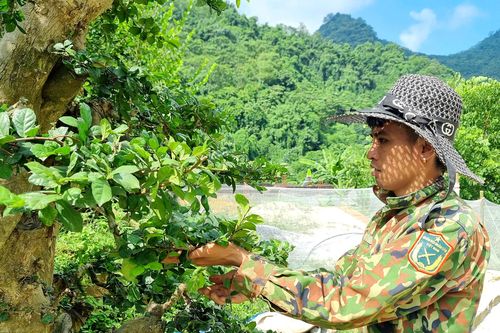 Thu nhập cả trăm triệu đồng mỗi năm từ chăm sóc cây cảnh