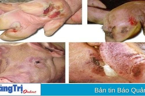 Cần trang bị kiến thức phòng chống dịch bệnh gia súc cho người dân vùng cao