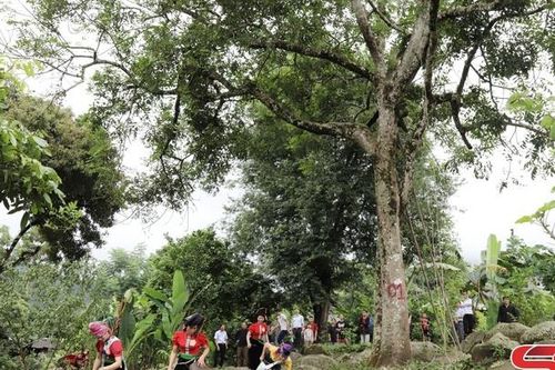 Đặc sản trám đen Phiêng Mựt