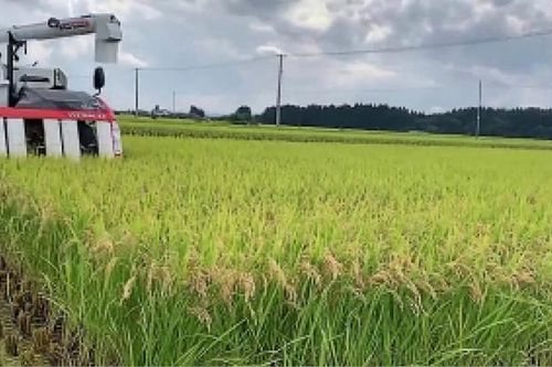 Nhật Bản đặt cược vào các giống lúa chịu nhiệt nhằm ứng phó với thời tiết khắc nghiệt