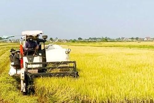 Hương Thủy: Năng suất bình quân đạt 62 tạ/ha