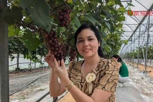 Bất ngờ với 'mê cung trái cây' chất lượng vượt trội, HTX ở Bắc Ninh 'cháy hàng' ngay tại vườn