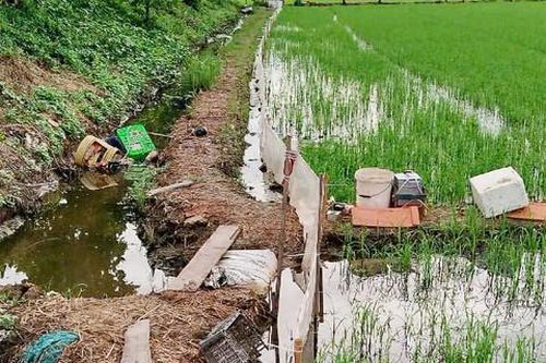 Khởi tố đối tượng giăng dây điện bẫy chuột làm chết người